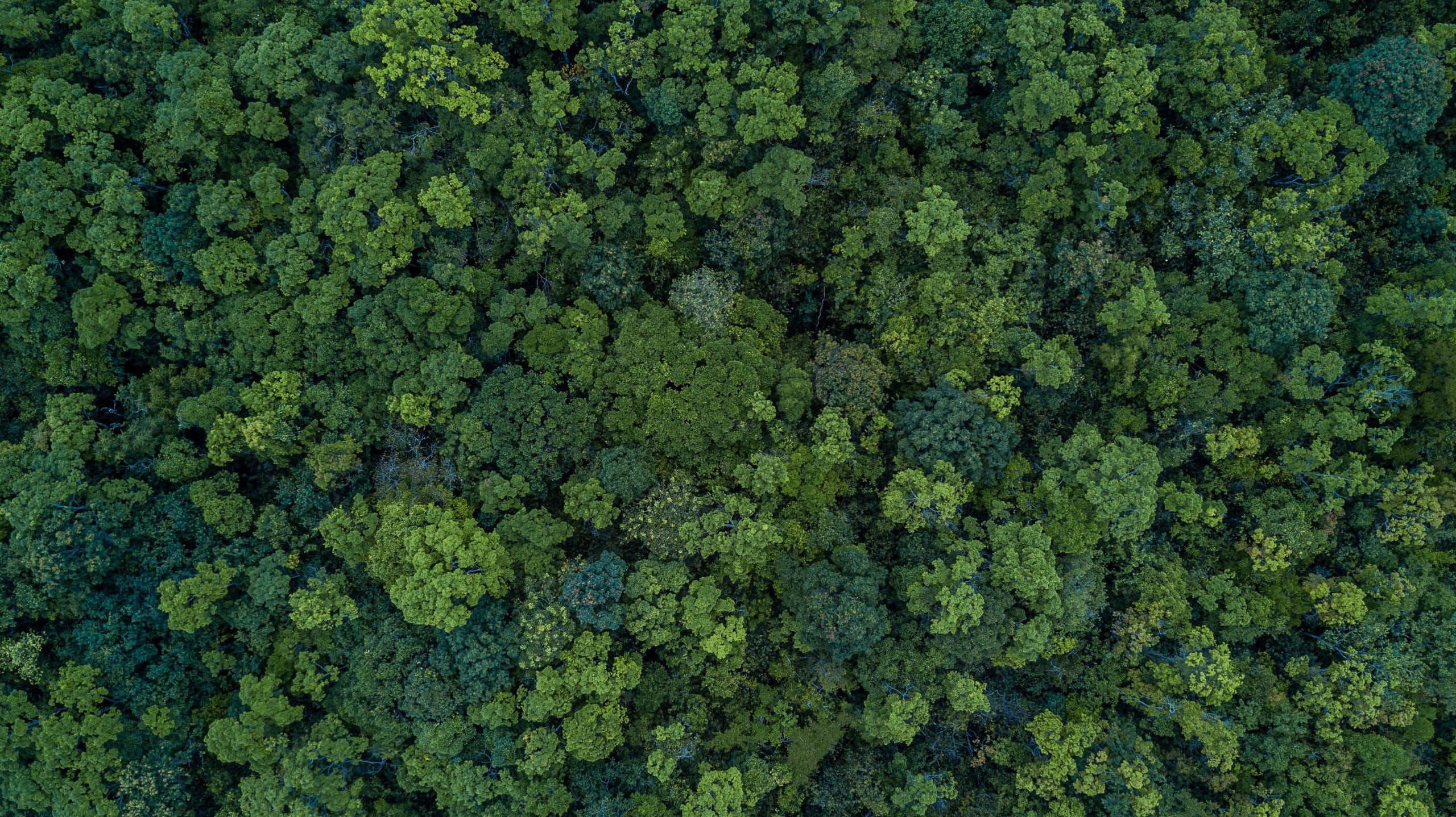 Villas near forest